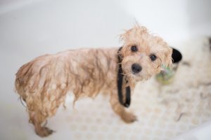 Poodle Bath 