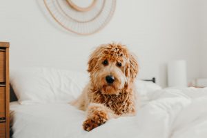 goldendoodle groomin