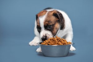 healthy dog food