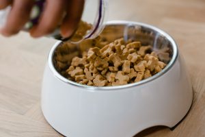 right food for adult dogs